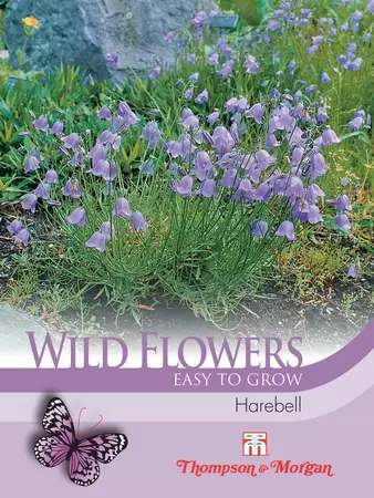 Wild Flower Harebell