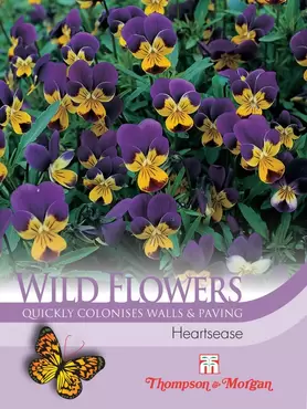 Wild Flower Heartsease