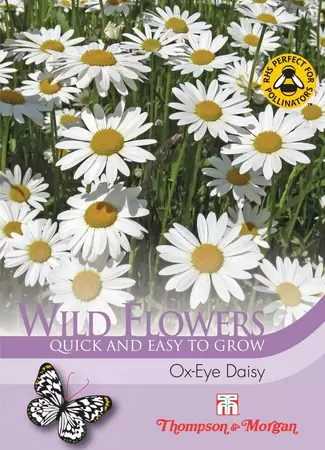 Wild Flower Oxeye Daisy