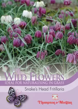 Wild Flower Snakes Head Fritillaria