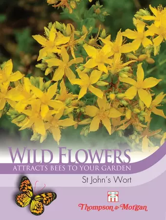 Wild Flower St Johns Wort