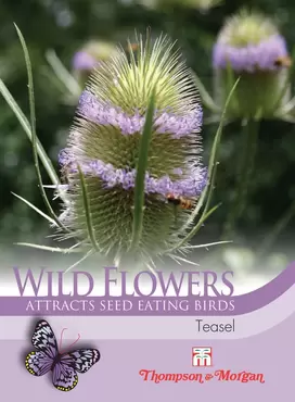 Wild Flower Teasel