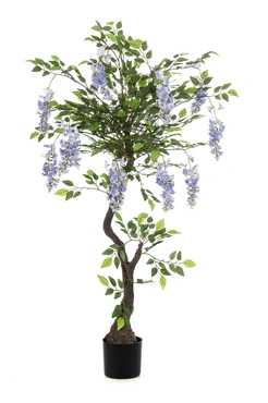 Wisteria Parasol Blue In Pot 150cm