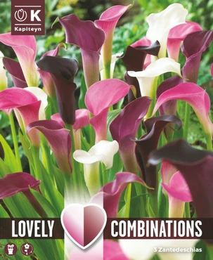 Combi Zantedeschia Pink, White & Almost Black