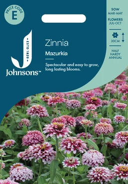 Zinnia Mazurkia